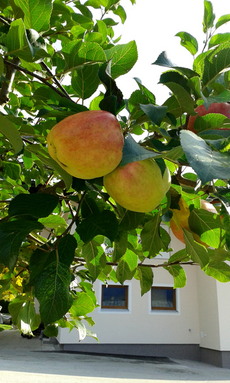 Apfelbaum