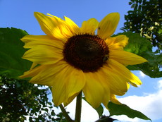 Sonnenblume