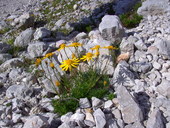 Bergblumen