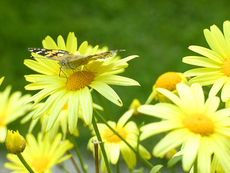 Blumenpracht im Garten