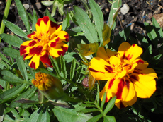 Blumenpracht im Garten